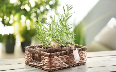 7 Reasons To Consider Reusable Eco-Crates