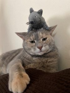 moving with your cat